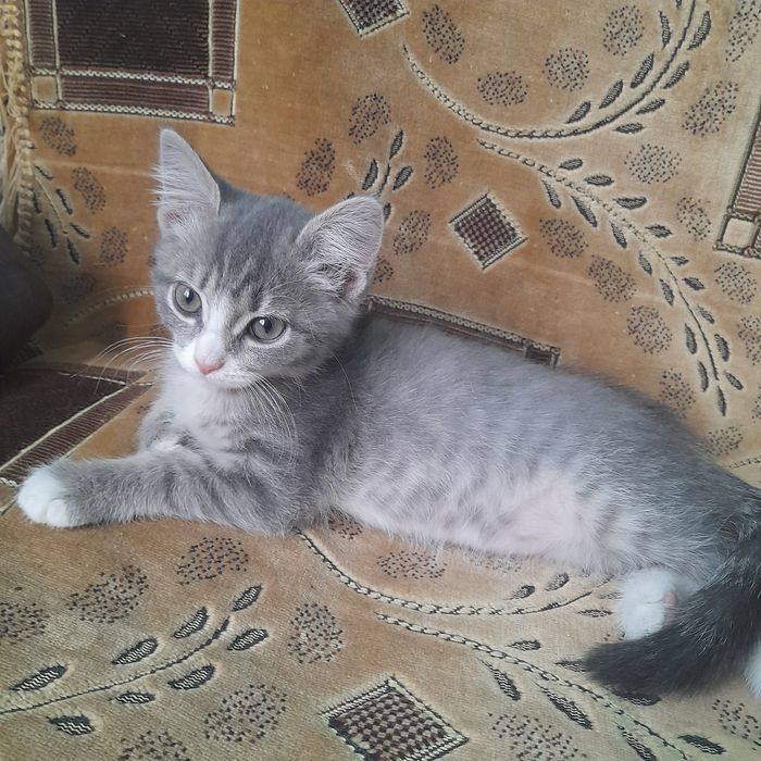 Отдам в добрые руки котёнка, девочку,