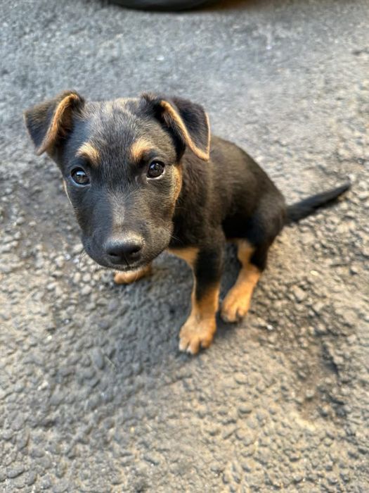 Adoptie pentru un catelus
