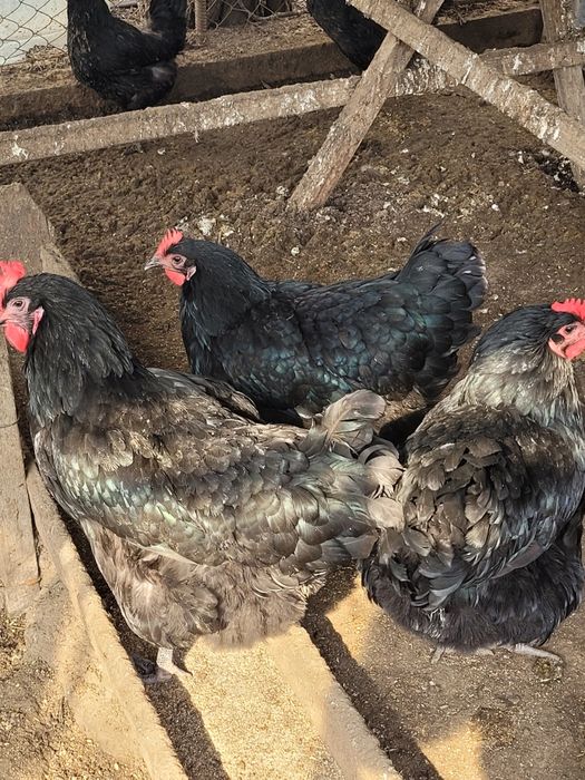 Инкубационное яицо