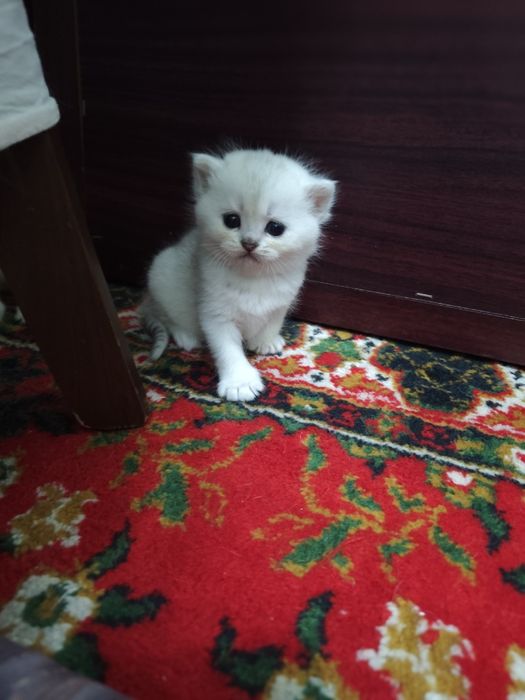 Серебристи шиншилла
