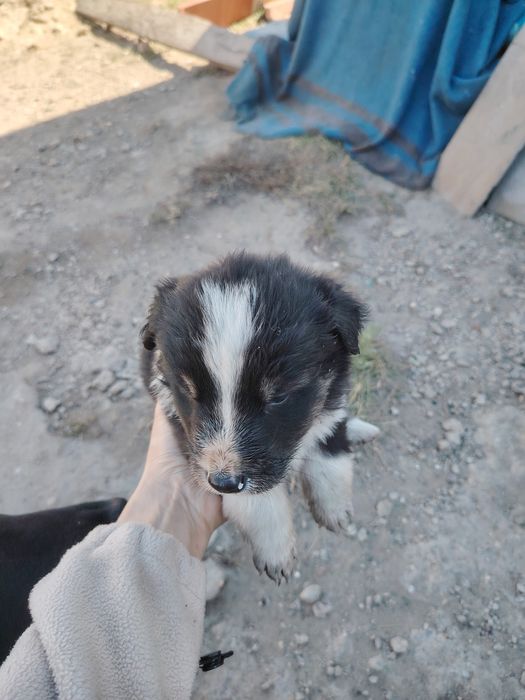 Отдам щенков в добрые руки. Возраст месяц
