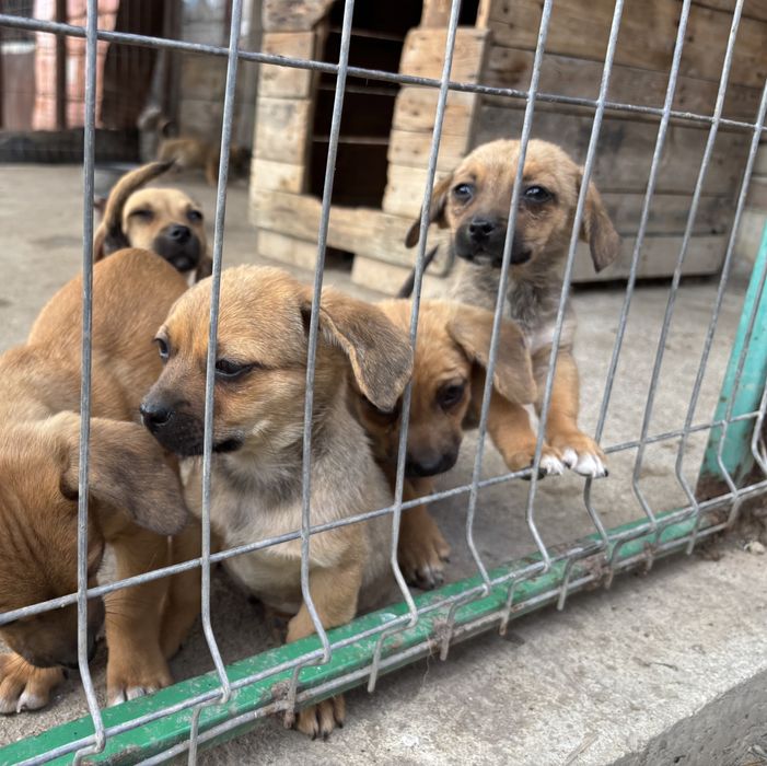 Donez cățeluși adorabili