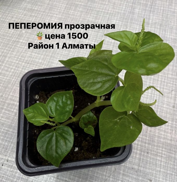 Продам суккуленты