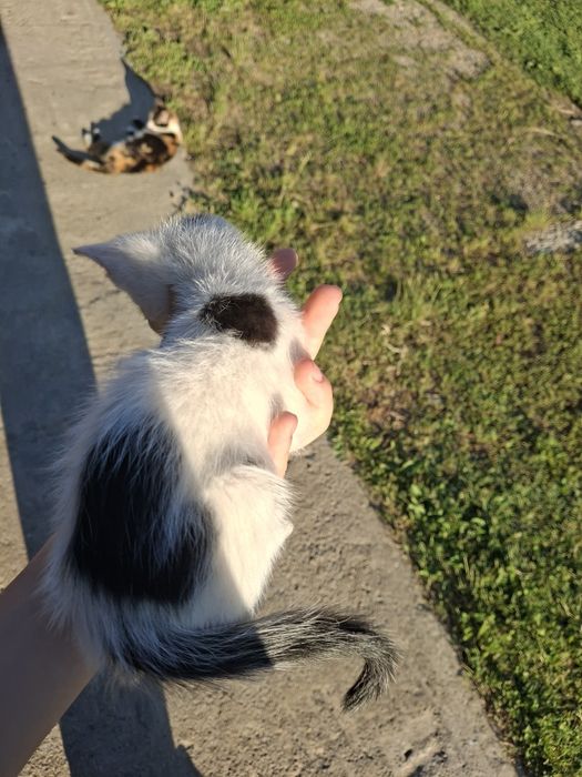 Pisoiași mici spre adopție