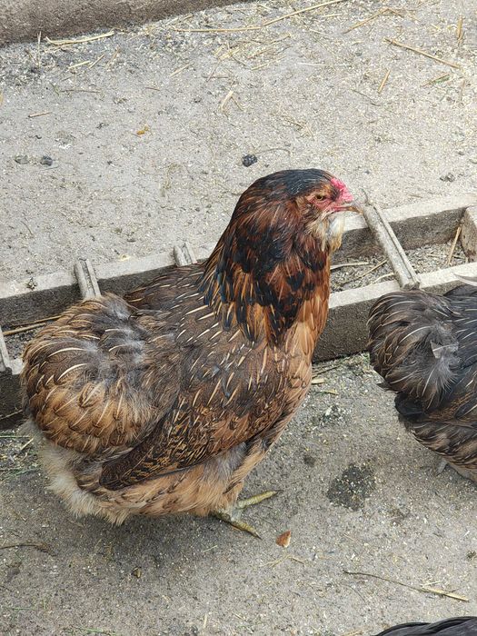 Gaini araucana ameraucana ouă verzi