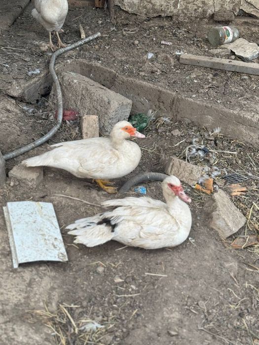 Индуткалар сотилади