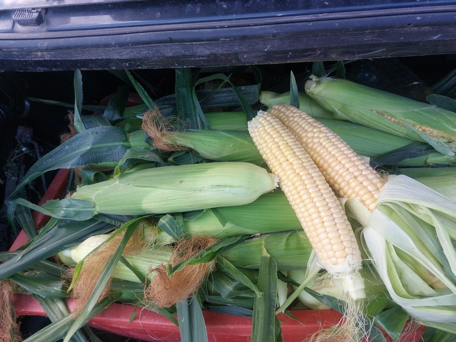 Porumb Dulce (zaharat)