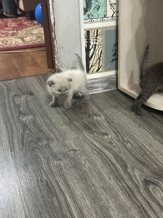 котята породистые