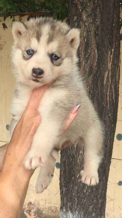 серебристая голубоглазая девочка хаски