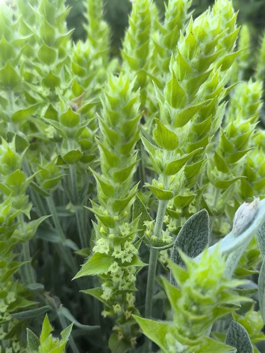 Мурсалски дъх от Пирин / Мурсалски чай и Продукти  със мурсалски чай