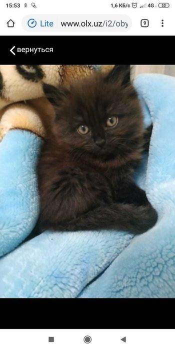 Вязка! котик Скотиш Хайленд-страйт ждёт невесту-фолд(вислоухую)