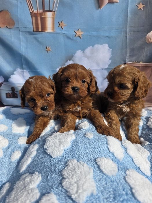 Кавапу момчета /Cavapoo