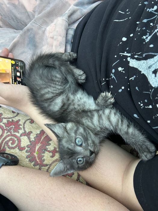 Отдам котят в добрые руки