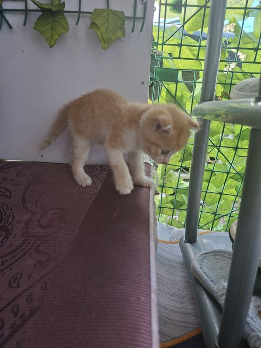 Котёнок Породистый