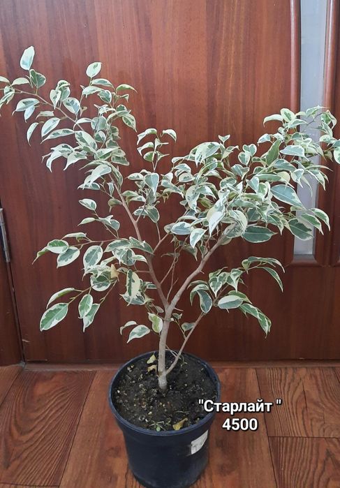 Фикусы.  различных сортов.