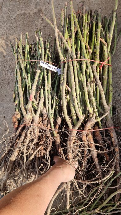 Саженцы ассортимент