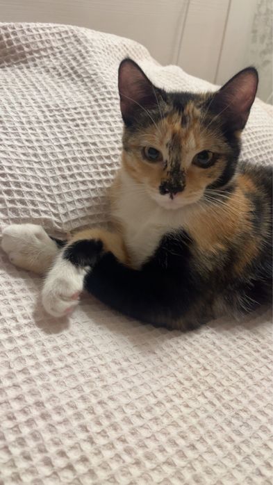 Отдаем кошку,без породы