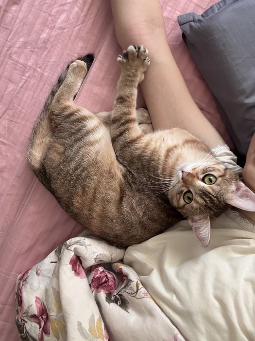 Домашняя кошечка