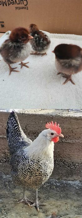 Puișori diferite rase