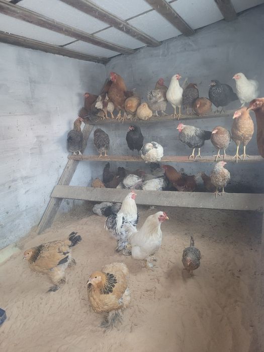 Продам петухи брама