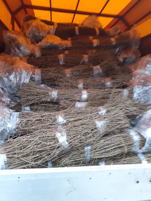 vand plante pentru gard viu ligustrum voulgare (lemn cainesc)