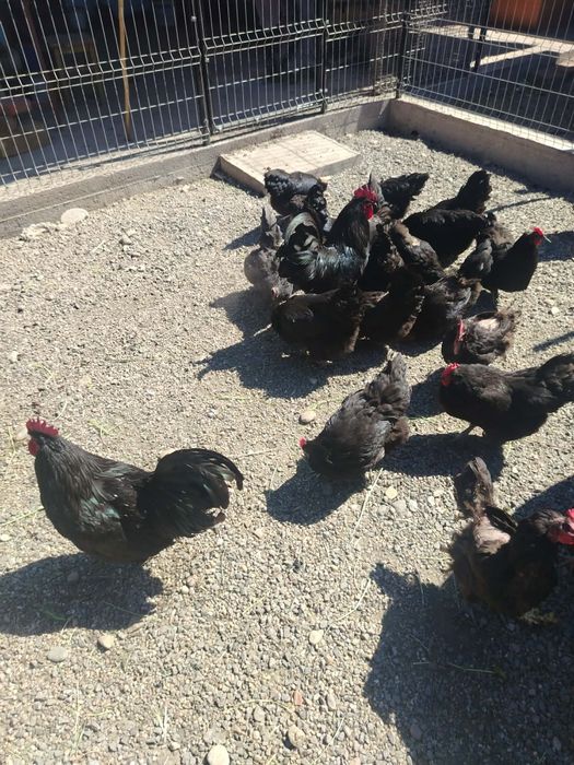 Vând pui Australorp