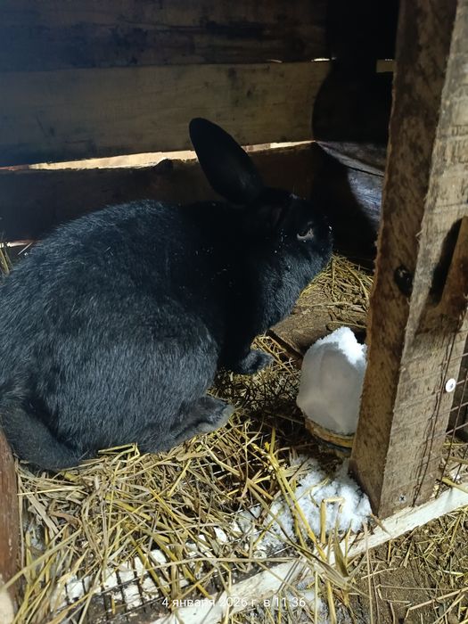 Продам кроликов ...