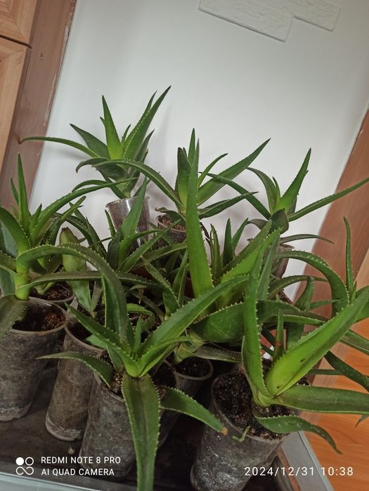 Алоэ Лопух Доллар