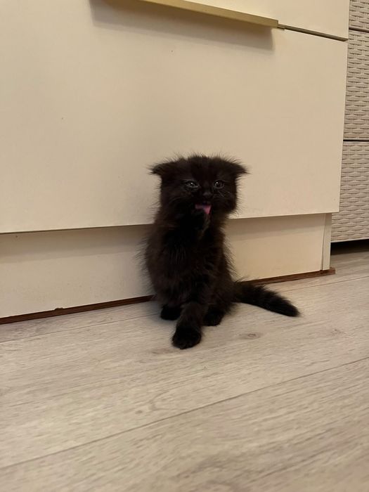 Бесплатно котенок вислоухий.