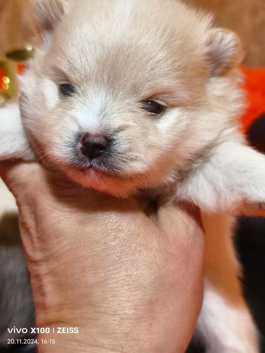 Очаровательные щенки шпица.