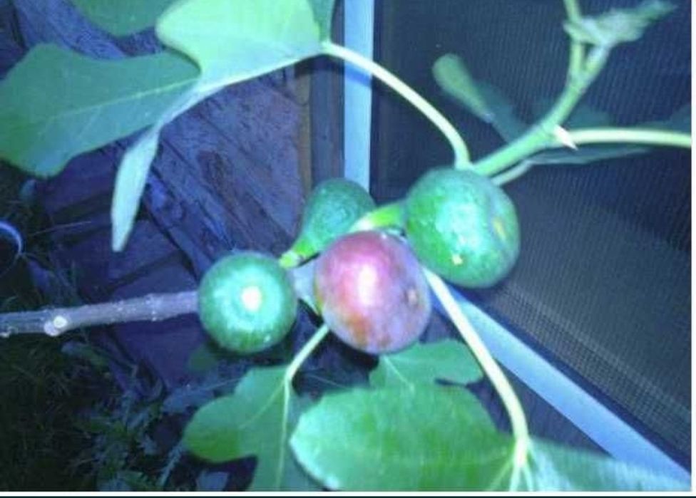 Smochini puieti aclimatizați frig