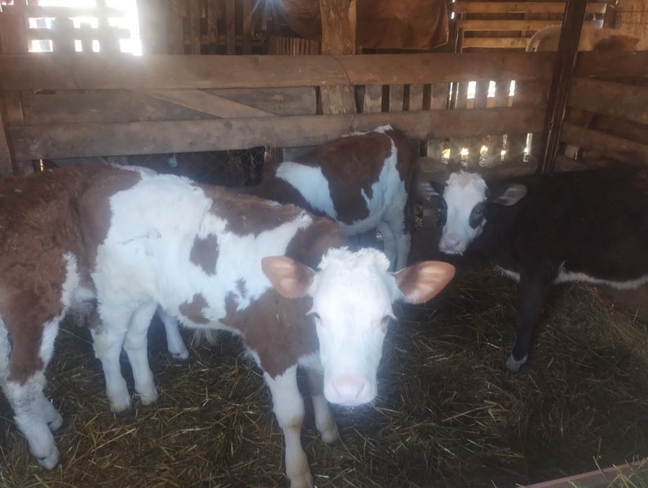 Vând 16 viței semi înțărcați