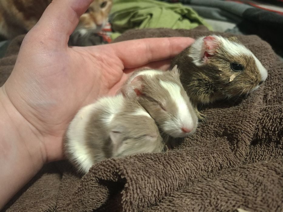 Морские свинки малыши