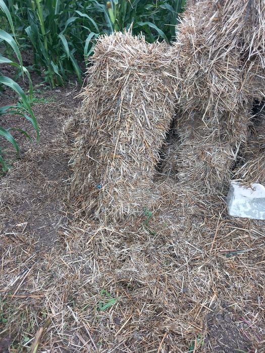 Vând baloti de paie