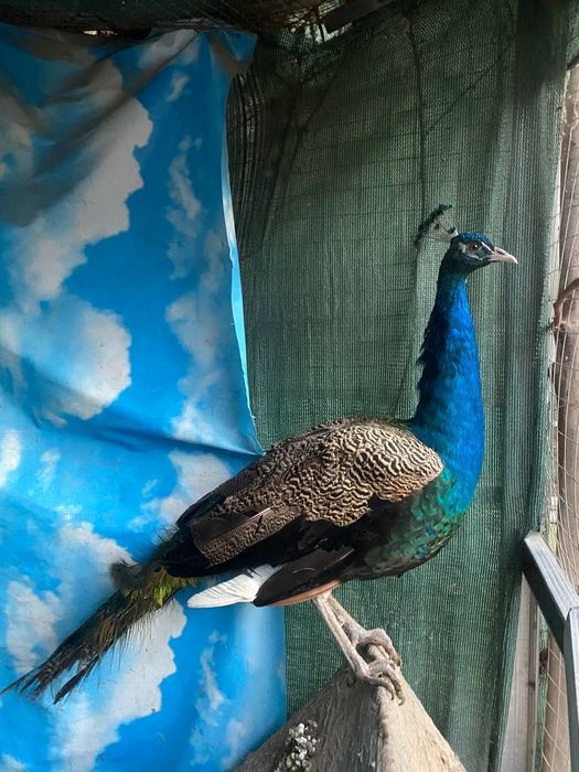 Продается павлин самец