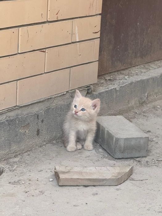Котята  в добрые руки.