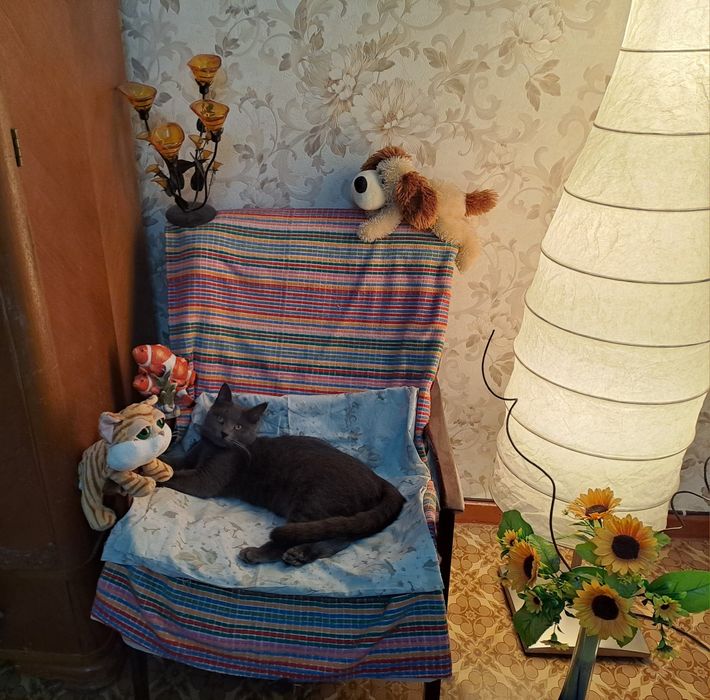 Кот Британец короткошорстый