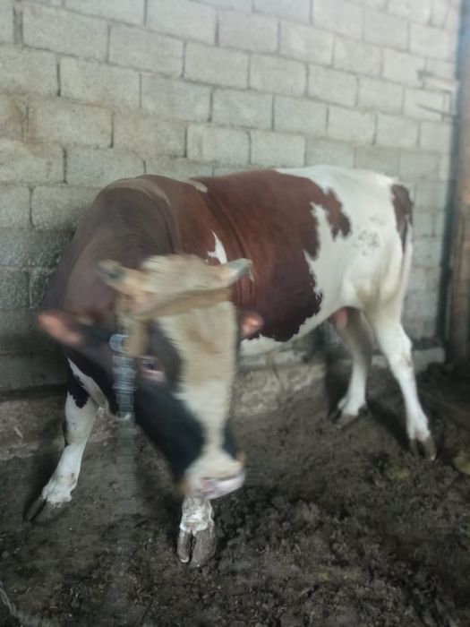 Бордакы огиз багылган
