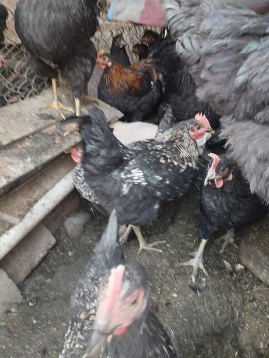 Продаётся молодие петухи