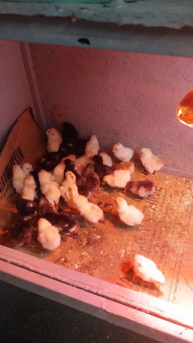 Продам цыплят суточных