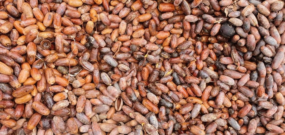 Каштан, дуб (эман) уруғлари бор.  Стратификация қилинган. Экишга тайёр