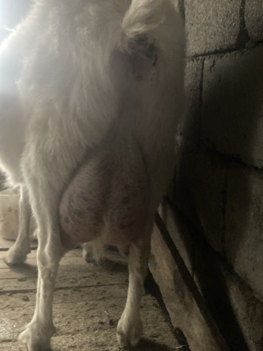 Сүтті ешкі сатылад