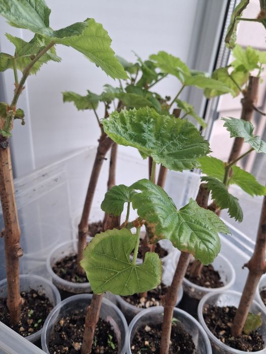 Саженцы винограда Аркадия