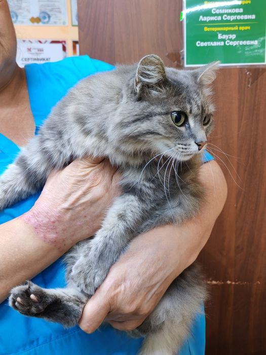 Ищем дом для кошечки