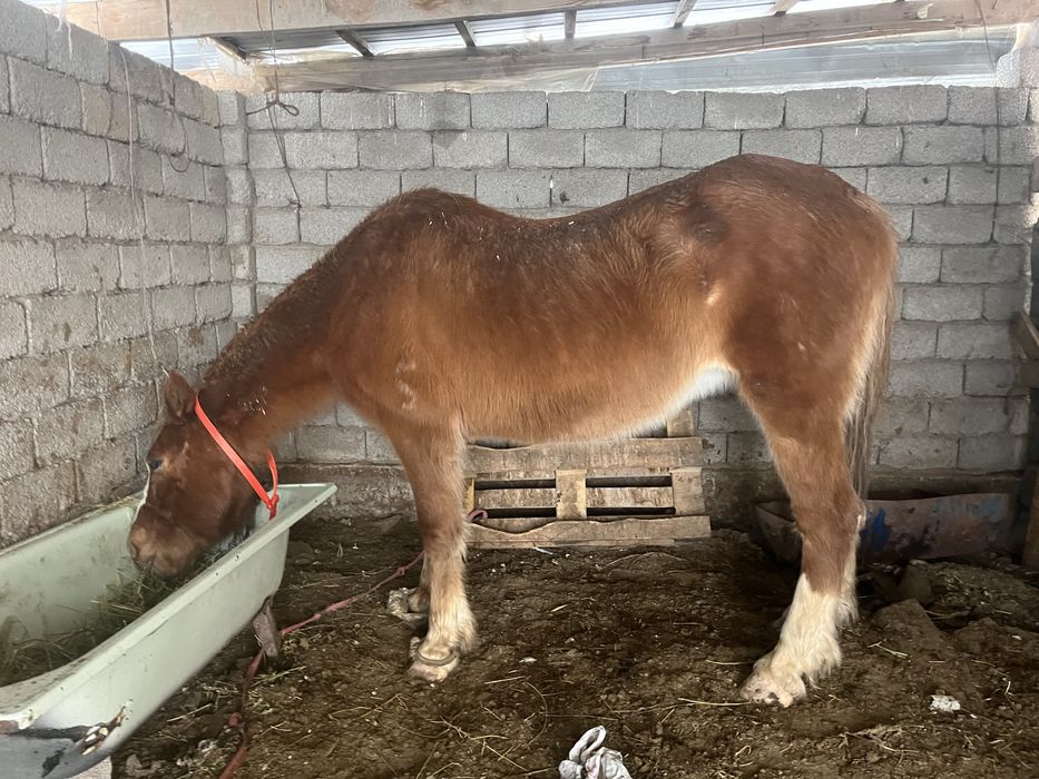 буаз сауын бие жақсы кокпар атка тускен