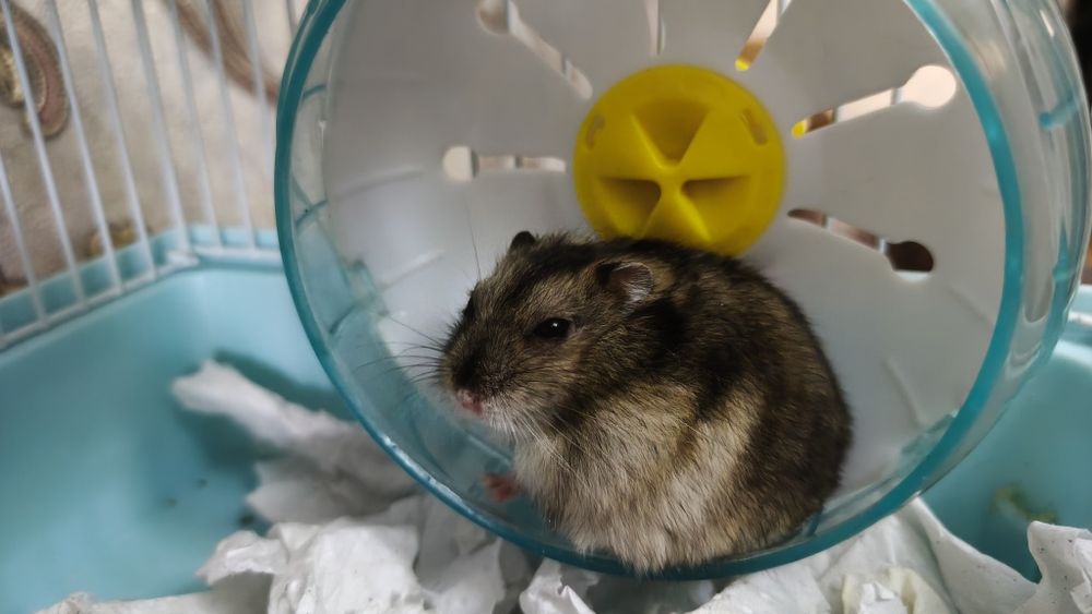 Джунгарский хомяк