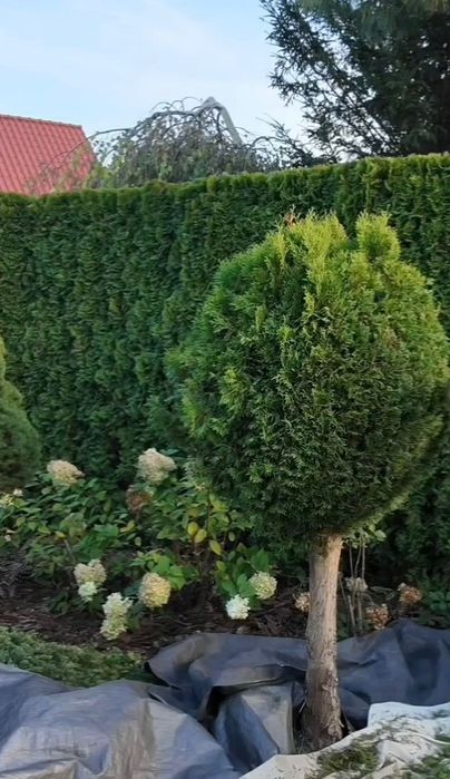 Градинарски услуги Косене Кастрене Почистване на парцели Озеленяване