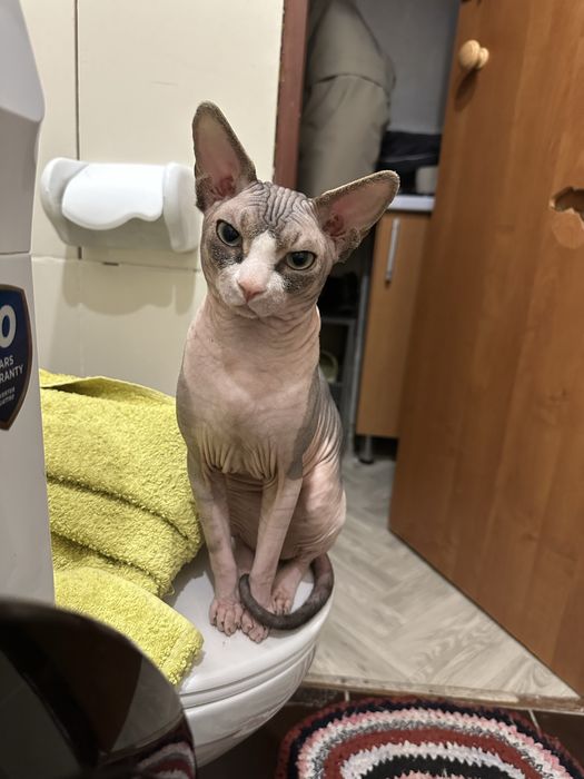 Сфинкс готов на вязку. Об условиях договоримся. Пишите на ватсап