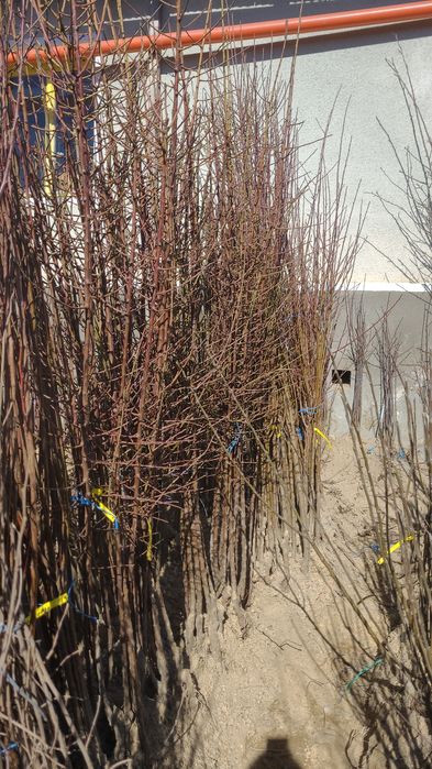 Pruni Stanley, top taste, diverse soiuri de Ciresi pe Gisella livrare