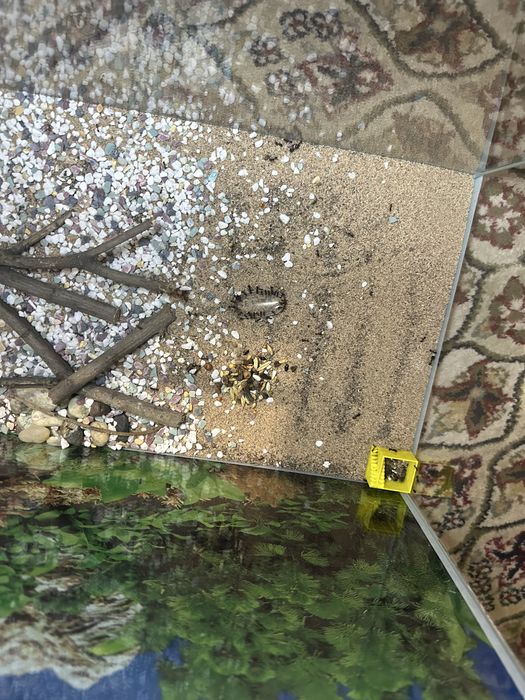 Муравьи ( муравьиная ферма ) состав 1/1000+